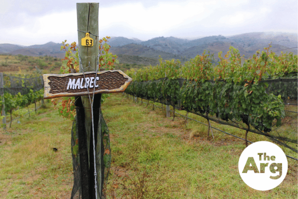 history-of-malbec-in-argentina